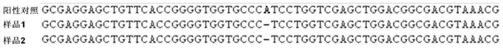 Method for site-directed mutation of maize gene by means of CRISPR/Cas9 system