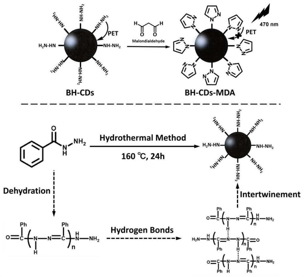 A kind of two-photon fluorescent carbon dot material and its synthesis method and application