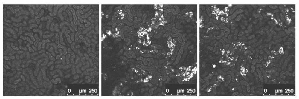 A kind of spleen-regulated B lymphocyte and its preparation method and application