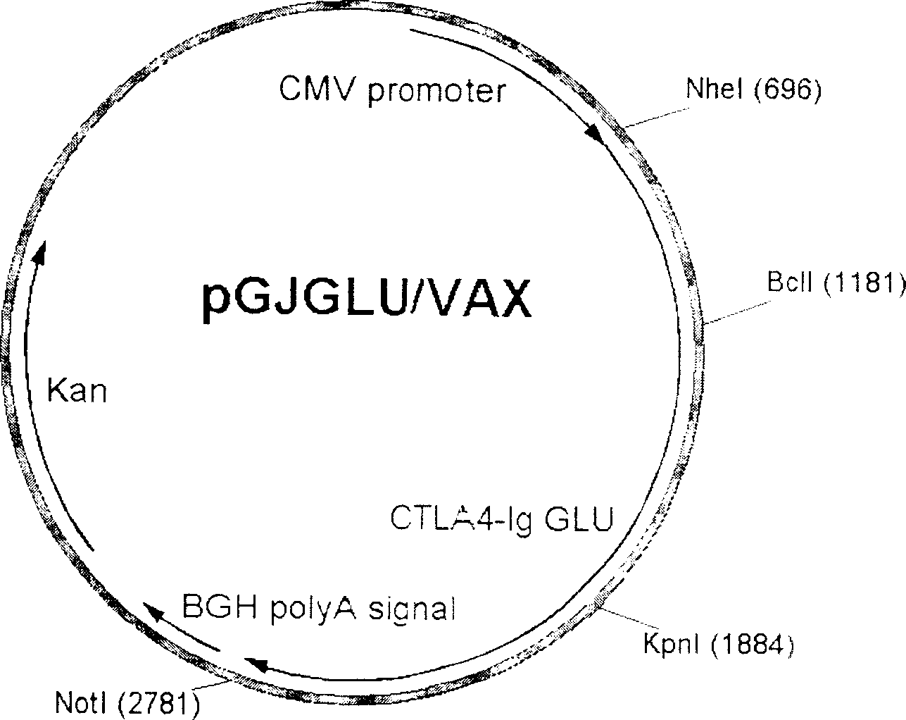 Target directional DNA vaccine for preventing caries and preparation method thereof