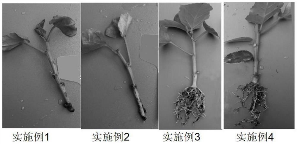 Hibiscus cutting substrate and hibiscus cutting method under high temperature conditions