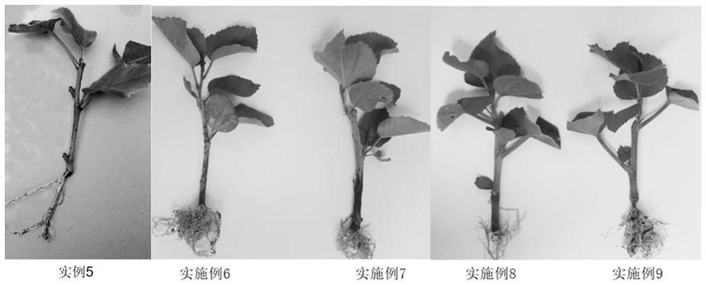 Hibiscus cutting substrate and hibiscus cutting method under high temperature conditions