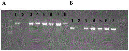 A rice blast resistance gene rmg41 and its application