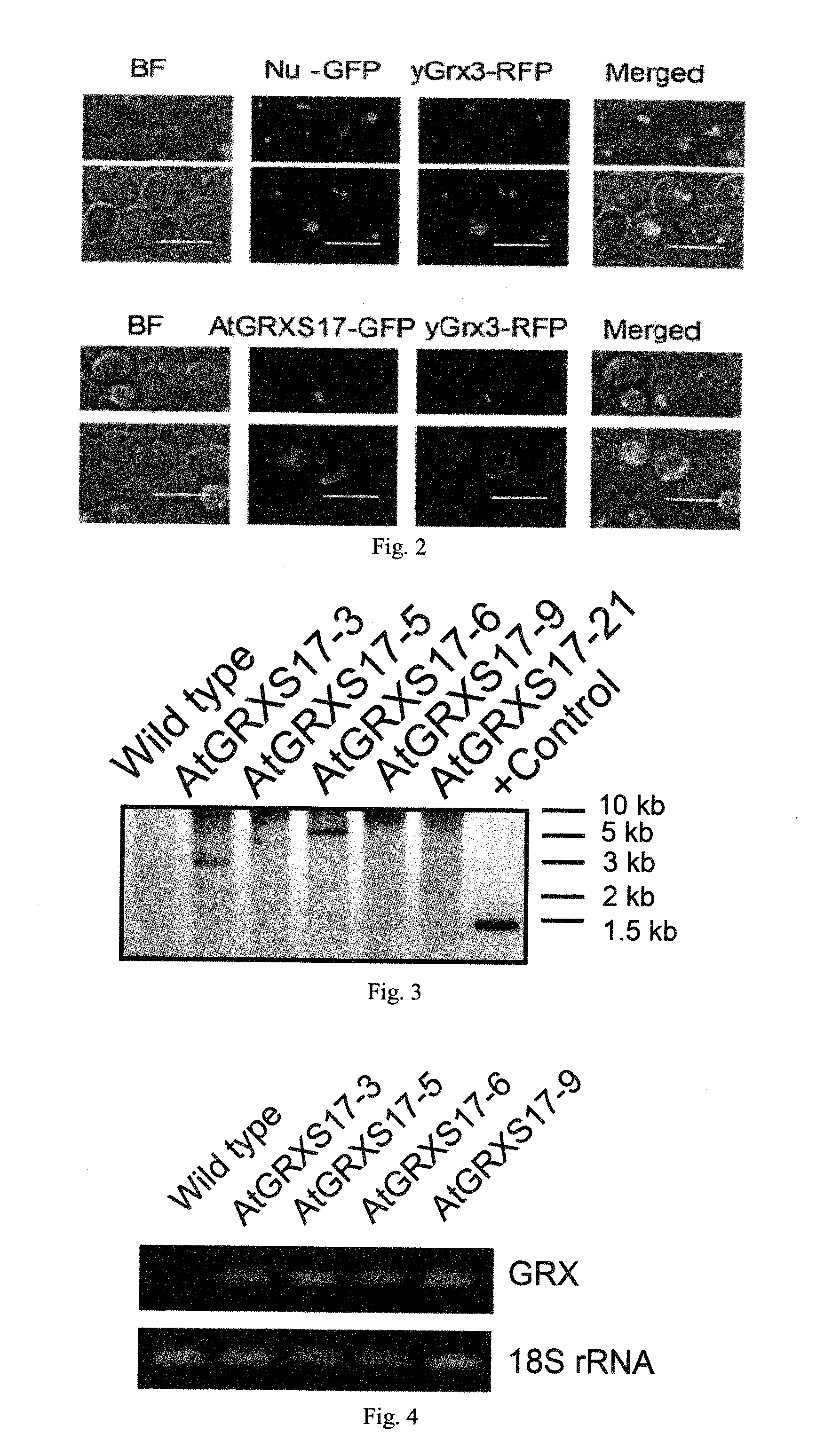 Plants with enhanced tolerance to multiple abiotic stresses