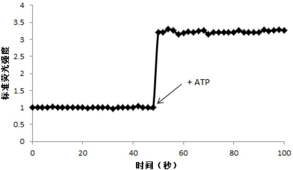 Drug-loading ATP sensitive liposome with tumor near infrared fluorescence development function and preparation method of drug-loading ATP sensitive liposome