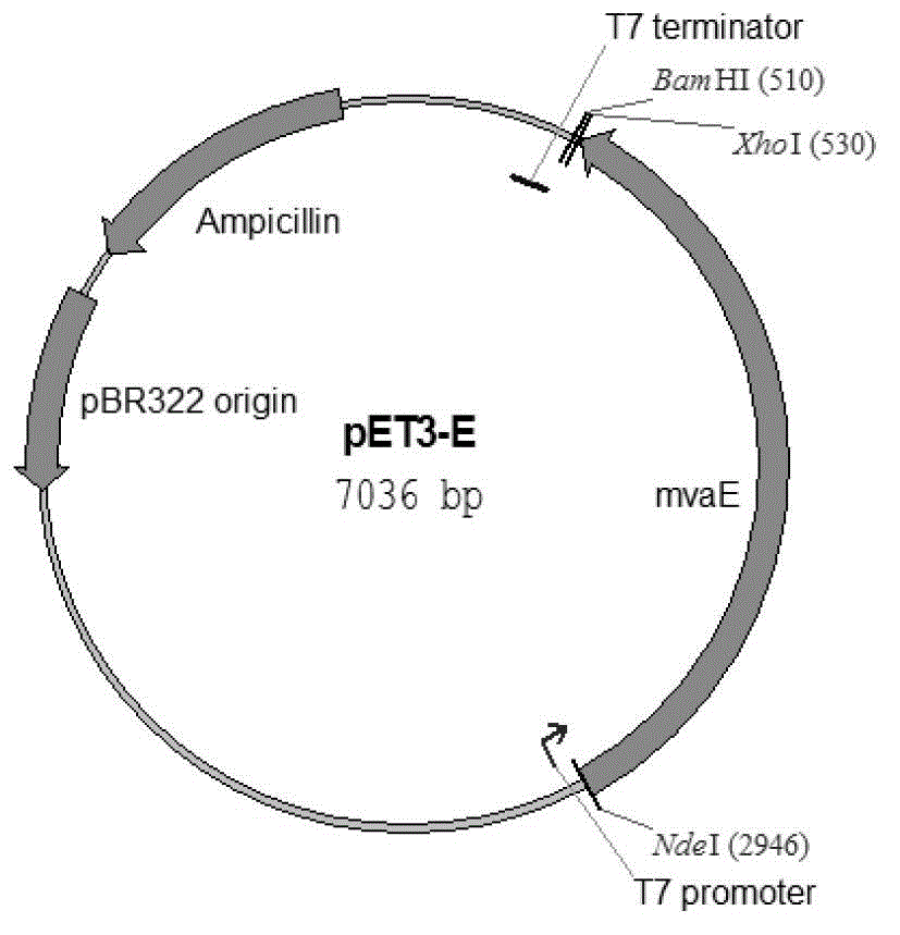 Engineering bacterium and application thereof in production of amorpha fruticosa-4,11-diene