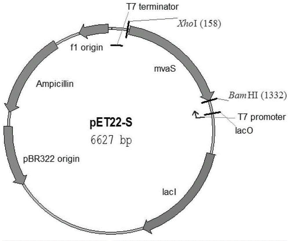 Engineering bacterium and application thereof in production of amorpha fruticosa-4,11-diene