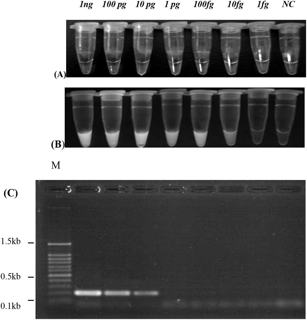 RT-LAMP (reverse transcription loop-mediated isothermal amplification) visual detection kit for H1N1 subtype avian influenza viruses