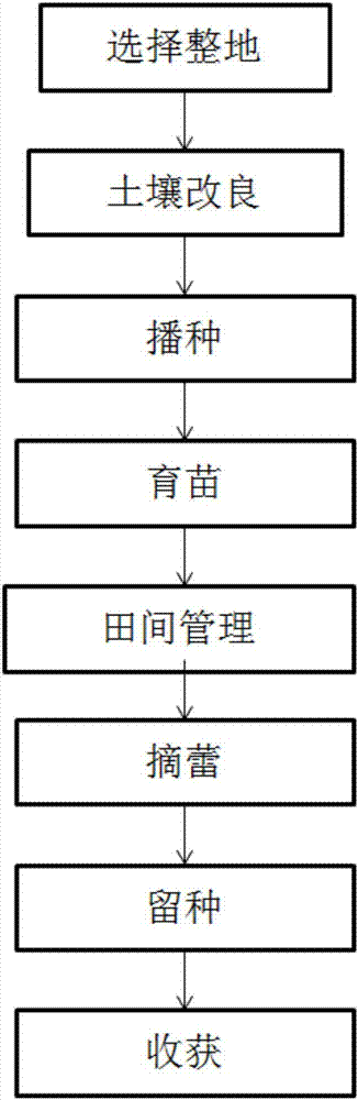 Cultivation method for peucedanum praeruptorum dunn