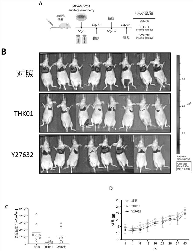 Preparation method of K252c derivative and application of K252c derivative in preparation of anti-tumor metastasis medicine