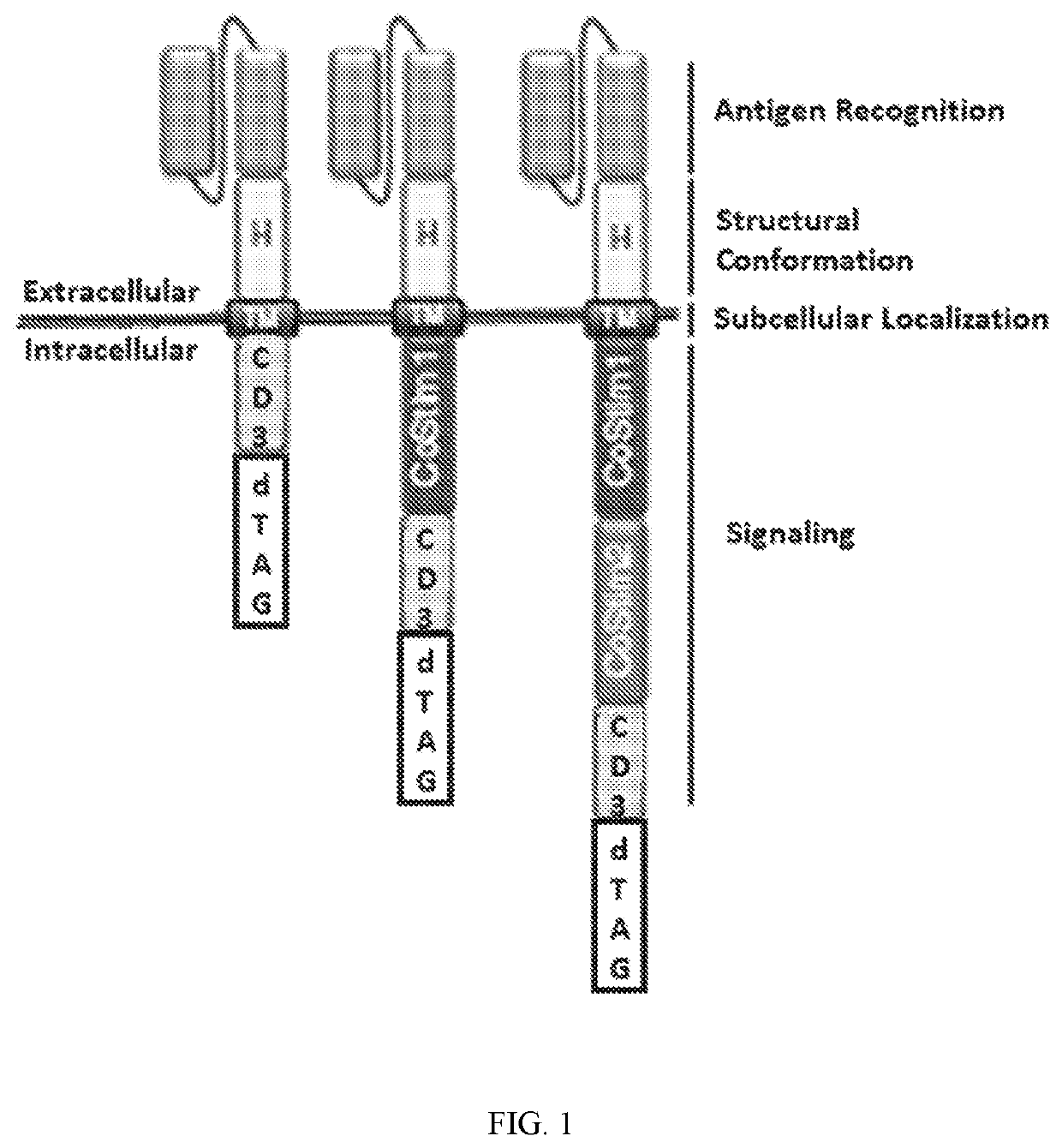 Targeted protein degradation to attenuate adoptive t-cell therapy associated adverse inflammatory responses