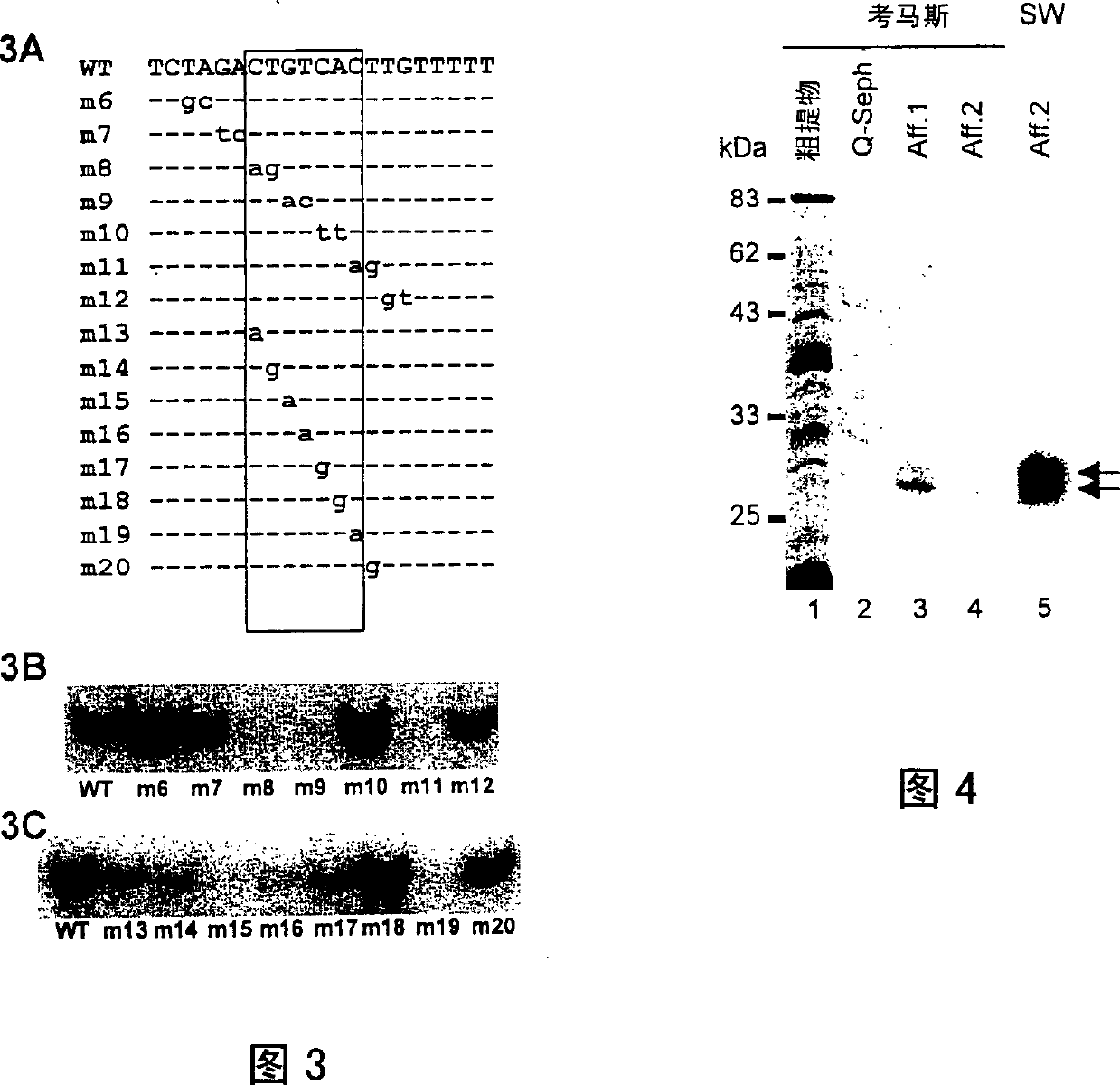 Plant transcriptional repressor, proteic nuclear factors binding thereto, and uses thereof