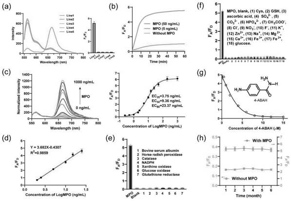 Isothermal nucleic acid amplification sensor for rapidly detecting hypochlorous acid and myeloperoxidase