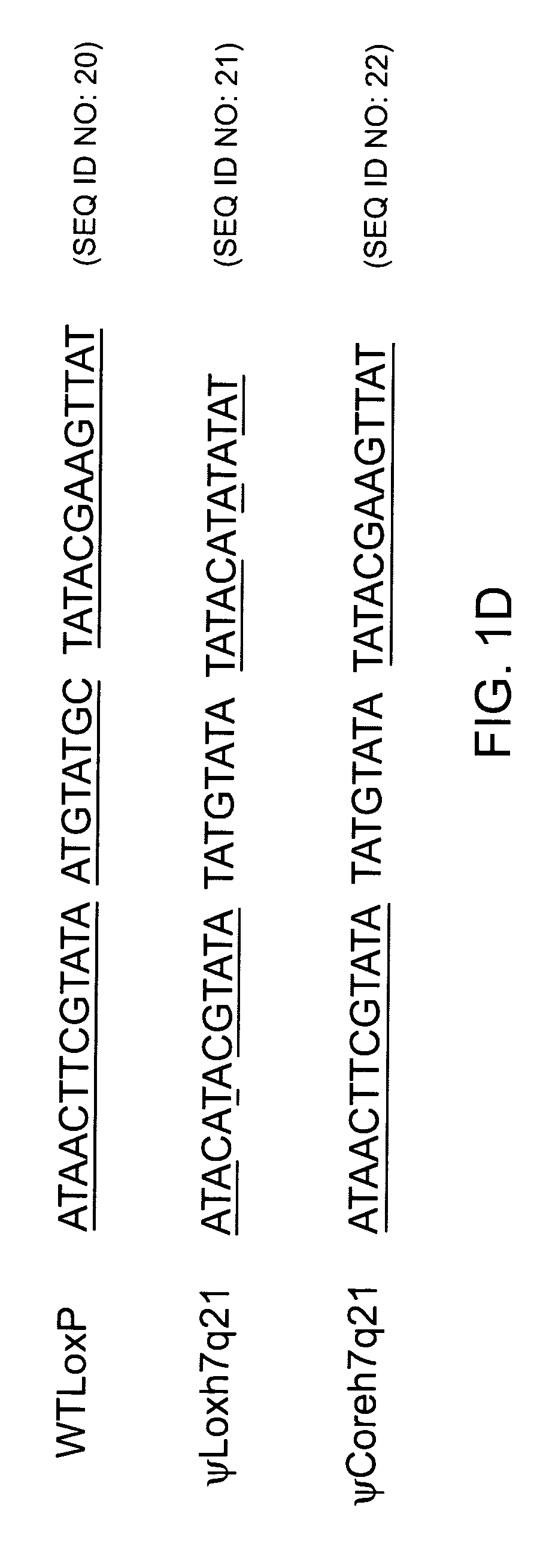 Methods and compositions for genomic modification