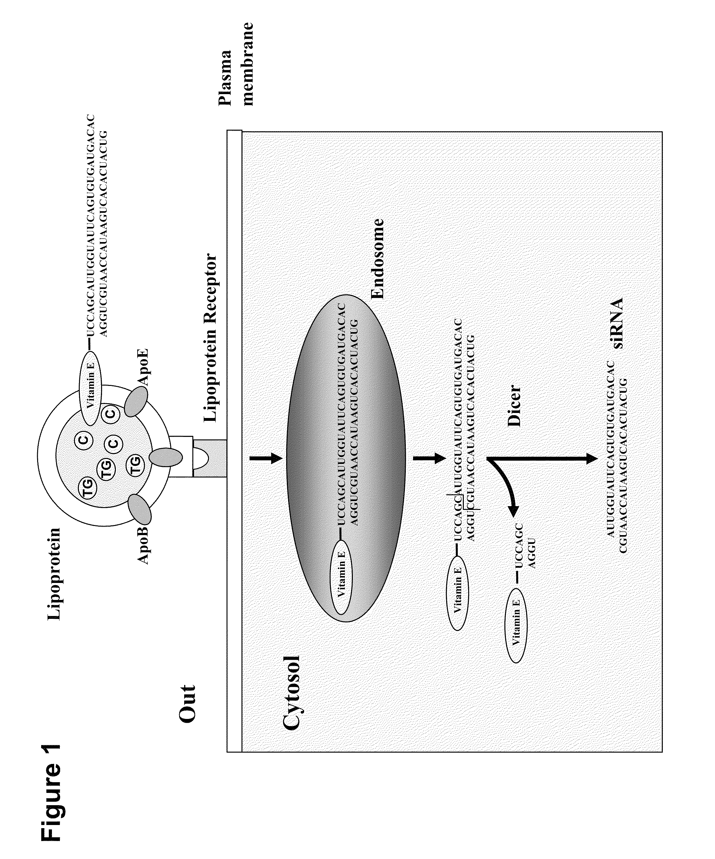 System for delivering nucleic acids for suppressing target gene expression by utilizing endogenous chylomicron