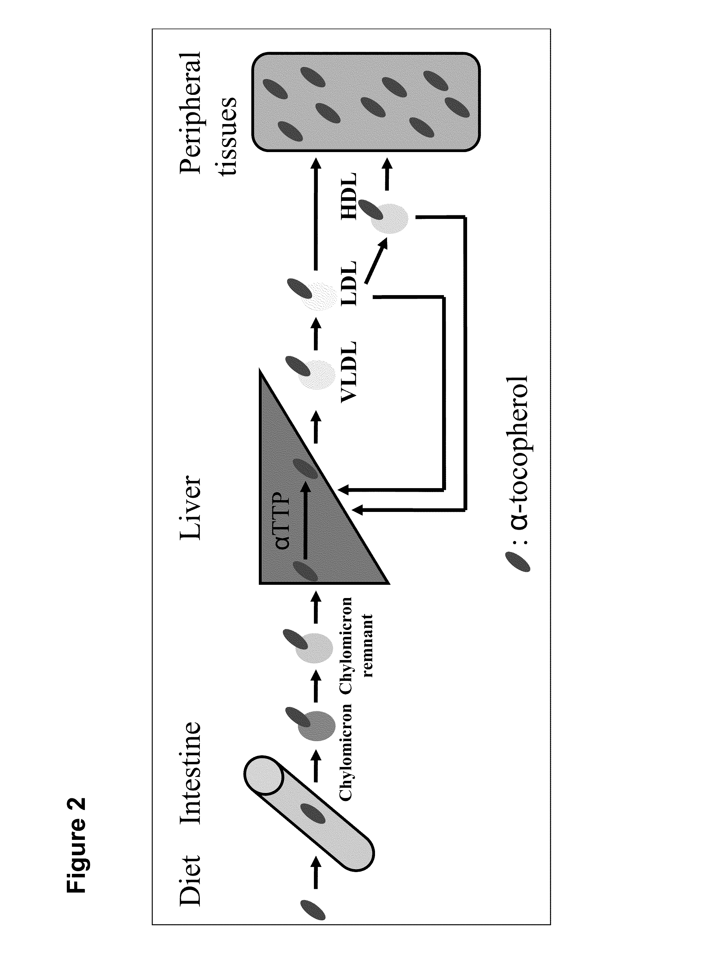 System for delivering nucleic acids for suppressing target gene expression by utilizing endogenous chylomicron