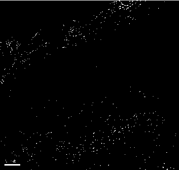 Preparation method of single-layer MoS2/grapheme combined electrode of lithium ion battery