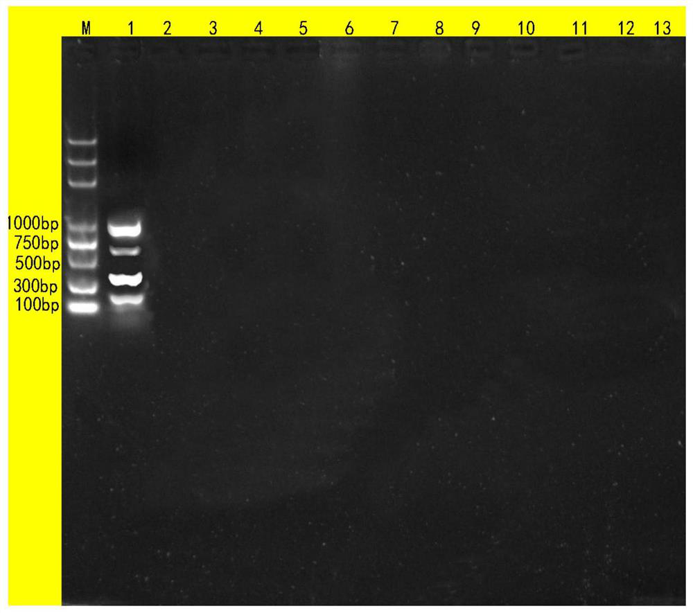 Quadruple PCR detection primer group and kit for simultaneously detecting shigella, salmonella, clostridium welchii and escherichia coli