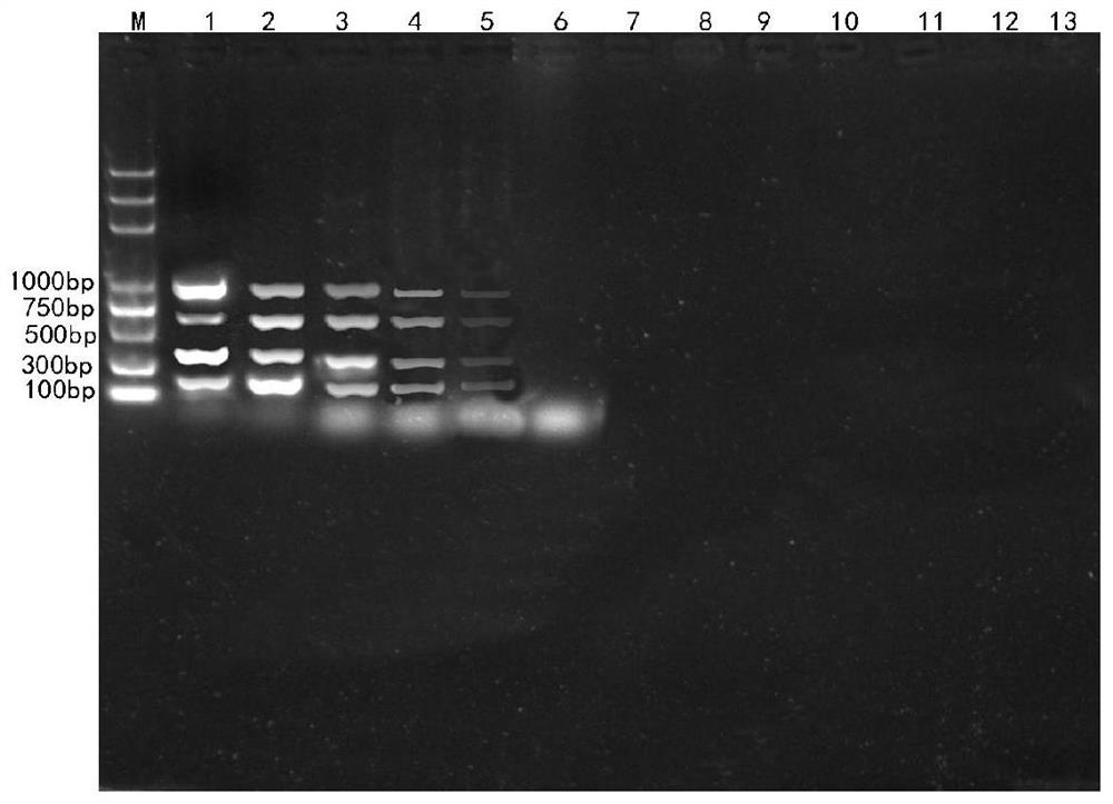 Quadruple PCR detection primer group and kit for simultaneously detecting shigella, salmonella, clostridium welchii and escherichia coli