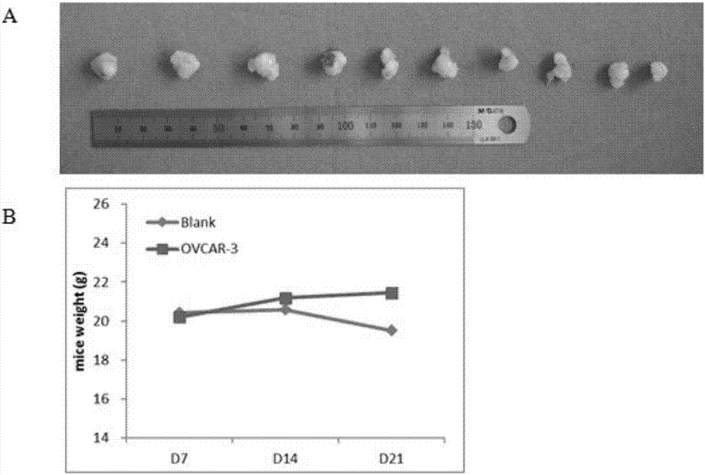 Application of FLOT1 as human ovarian cancer biomarker