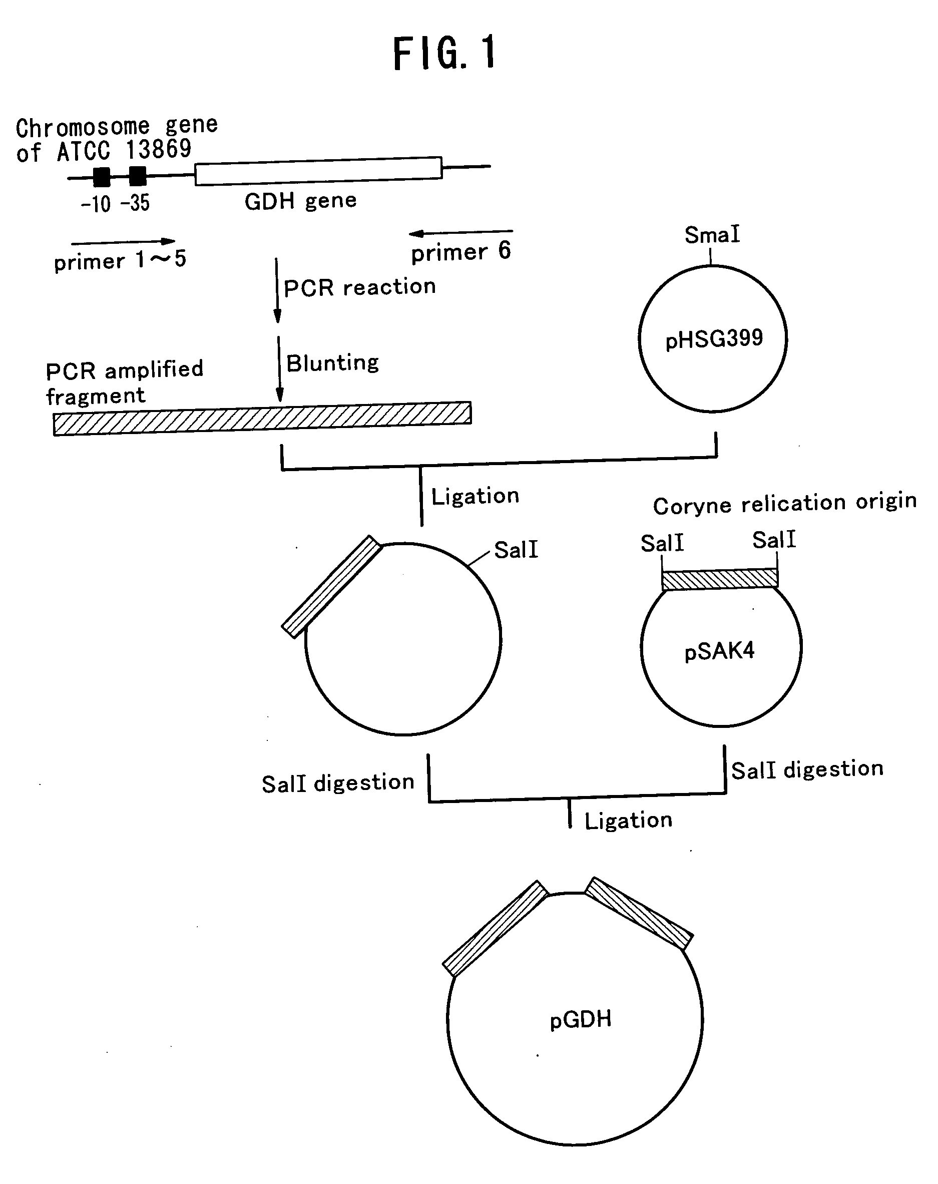 Method of constructing amino acid producing bacterial strains, and method of preparing amino acids by fermentation with the constructed amino acid producing bacterial strains