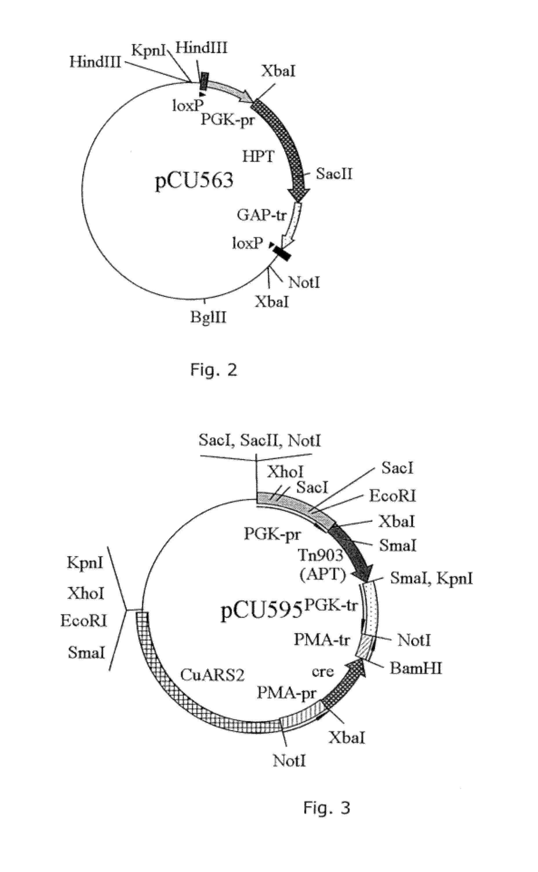 Method for production of substance in candida  utilis using xylose as carbon source