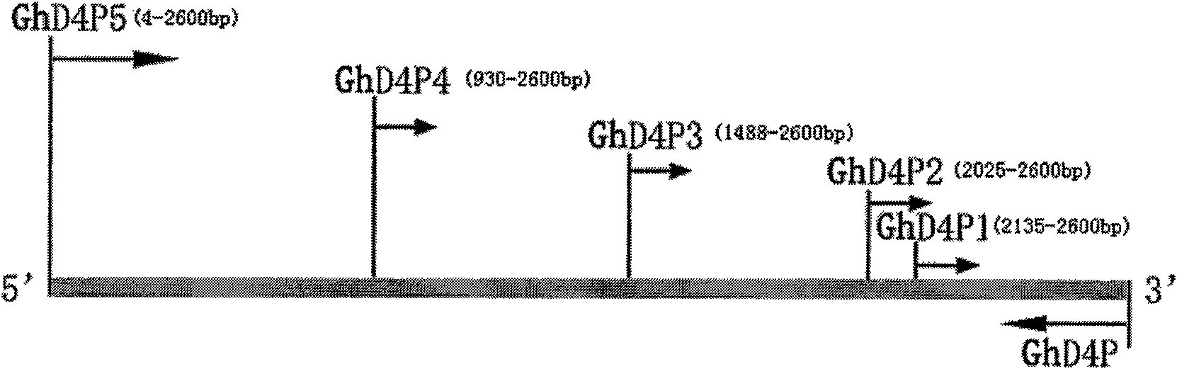Promoter of cotton brassinosteroids synthetase GhDWF4 gene and application thereof