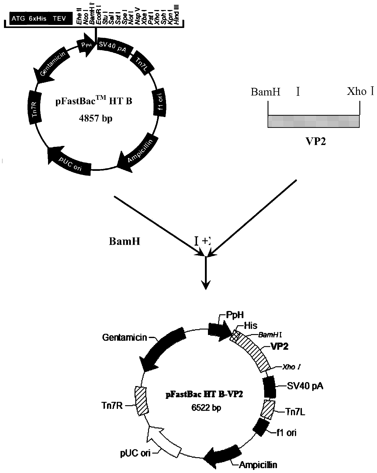 Recombined rhabdovirus for expressing porcine bocavirus VP2 protein and application thereof
