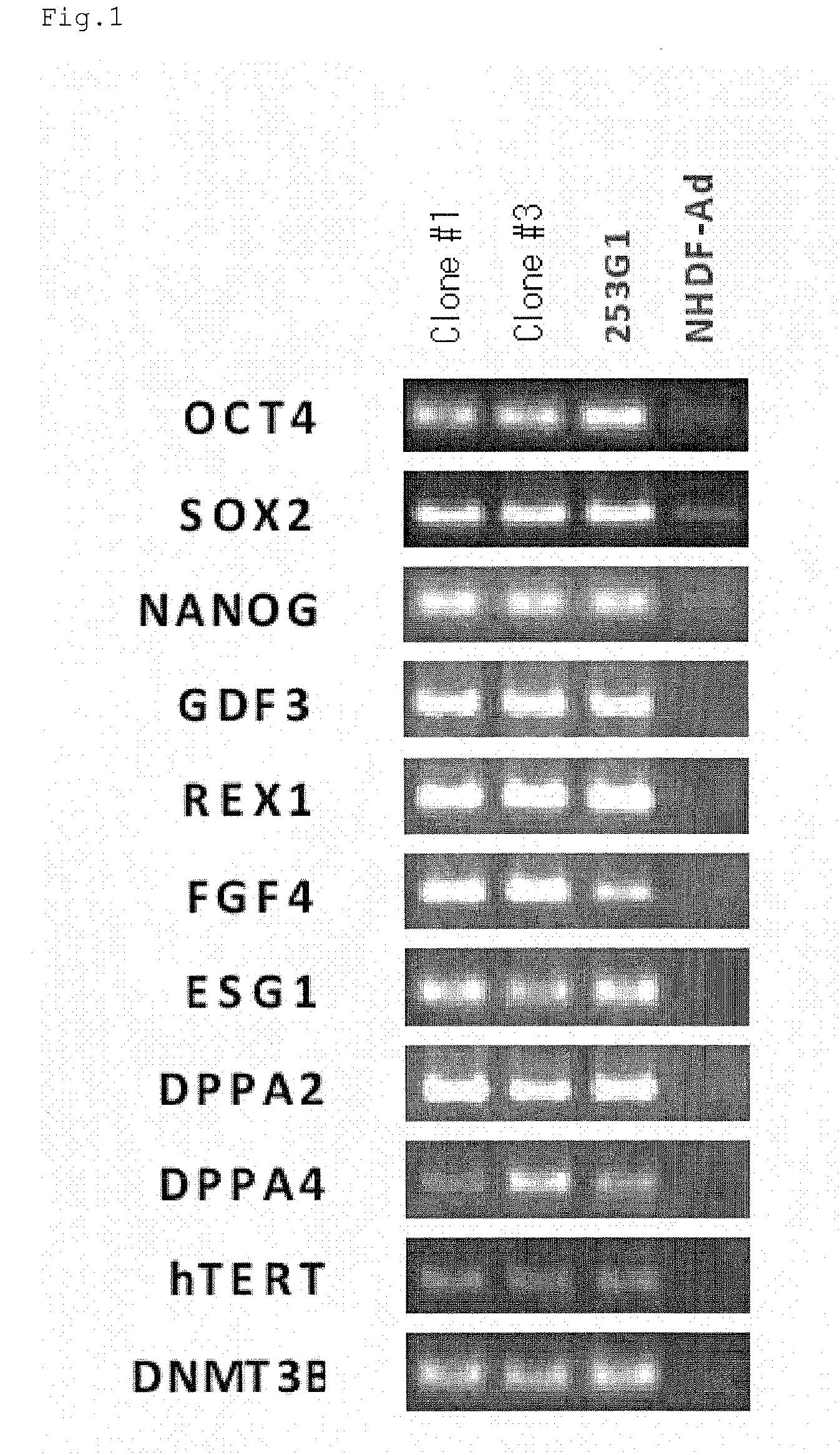 Method for production of pluripotent stem cell