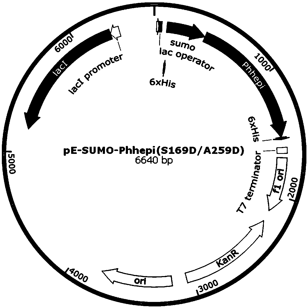 Specific enzyme activity improved directionally modified enzyme of heparinase I as well as molecular modification method and expression engineered bacterium