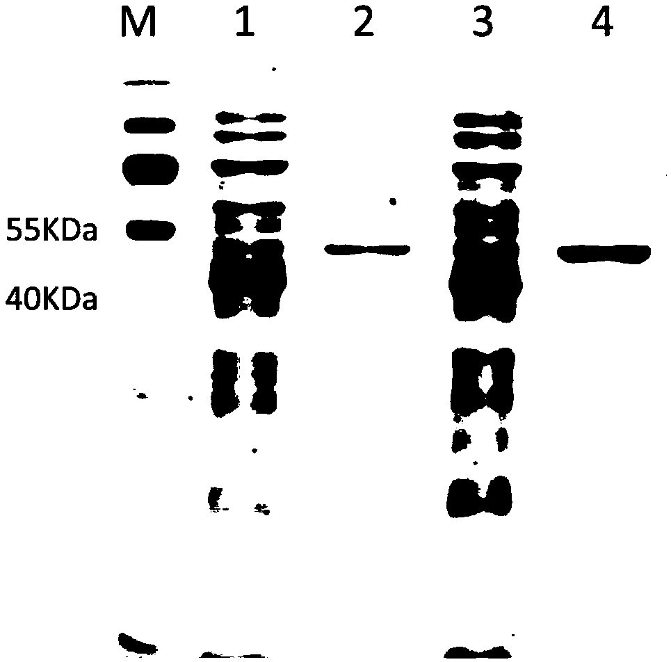 Specific enzyme activity improved directionally modified enzyme of heparinase I as well as molecular modification method and expression engineered bacterium
