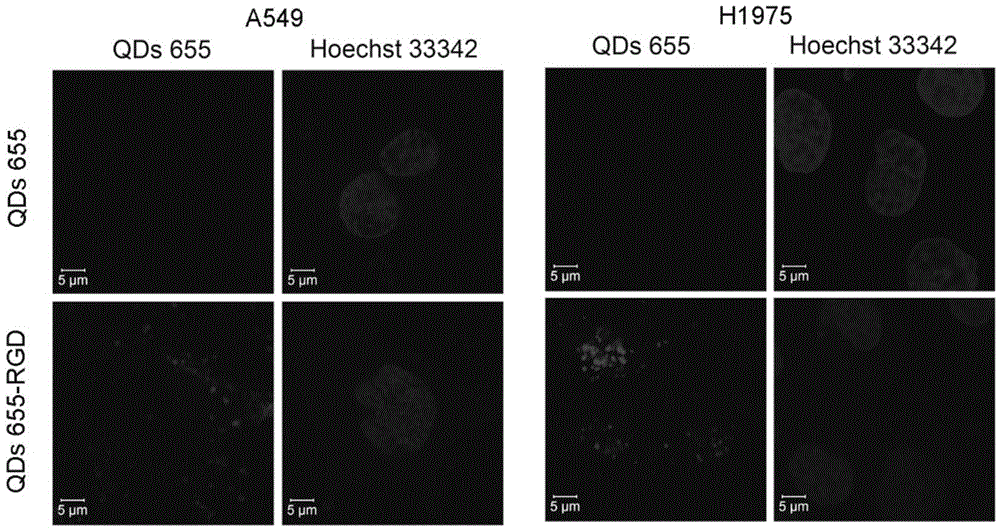 Lung cancer targeted low-toxicity quantum dot preparation