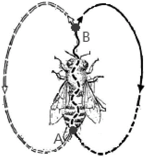 Method and system for unmarked image detection of bee trajectory