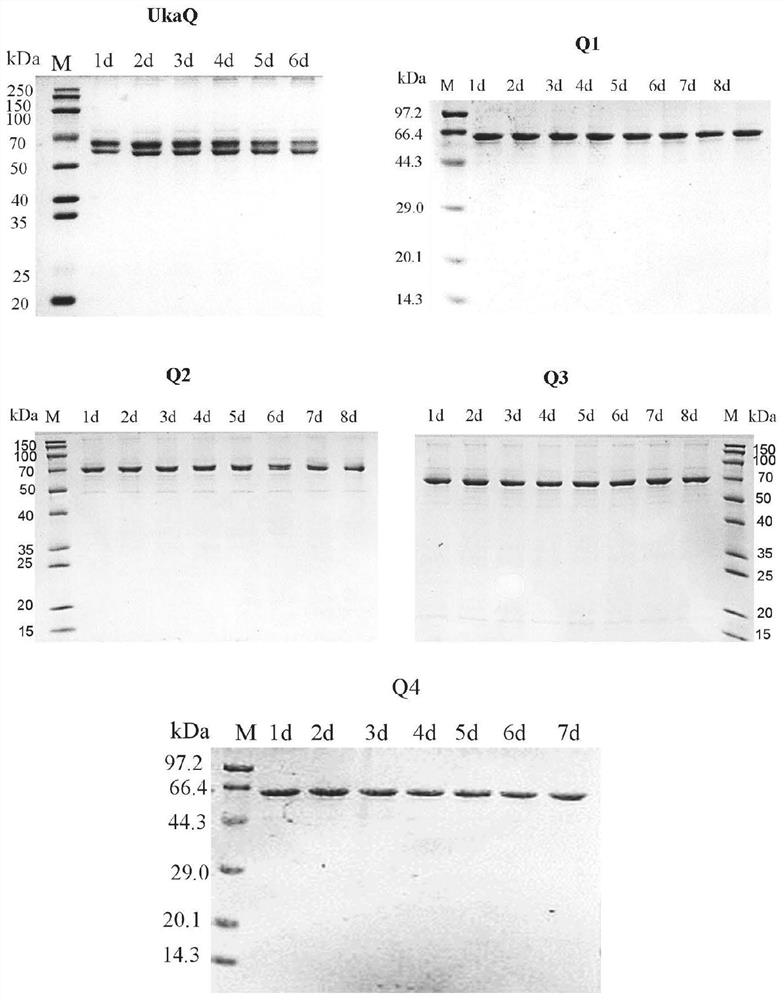 Acyl CoA synthetase and application thereof