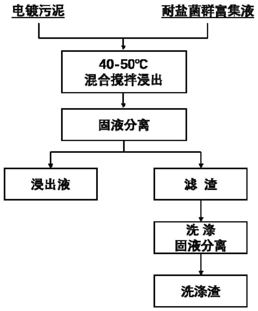 Microbial agent for extracting copper from high-salt sulfurized electroplating sludge and extraction method