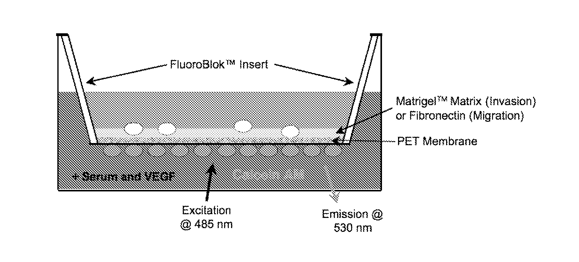 Phospholipase C and Method of Use