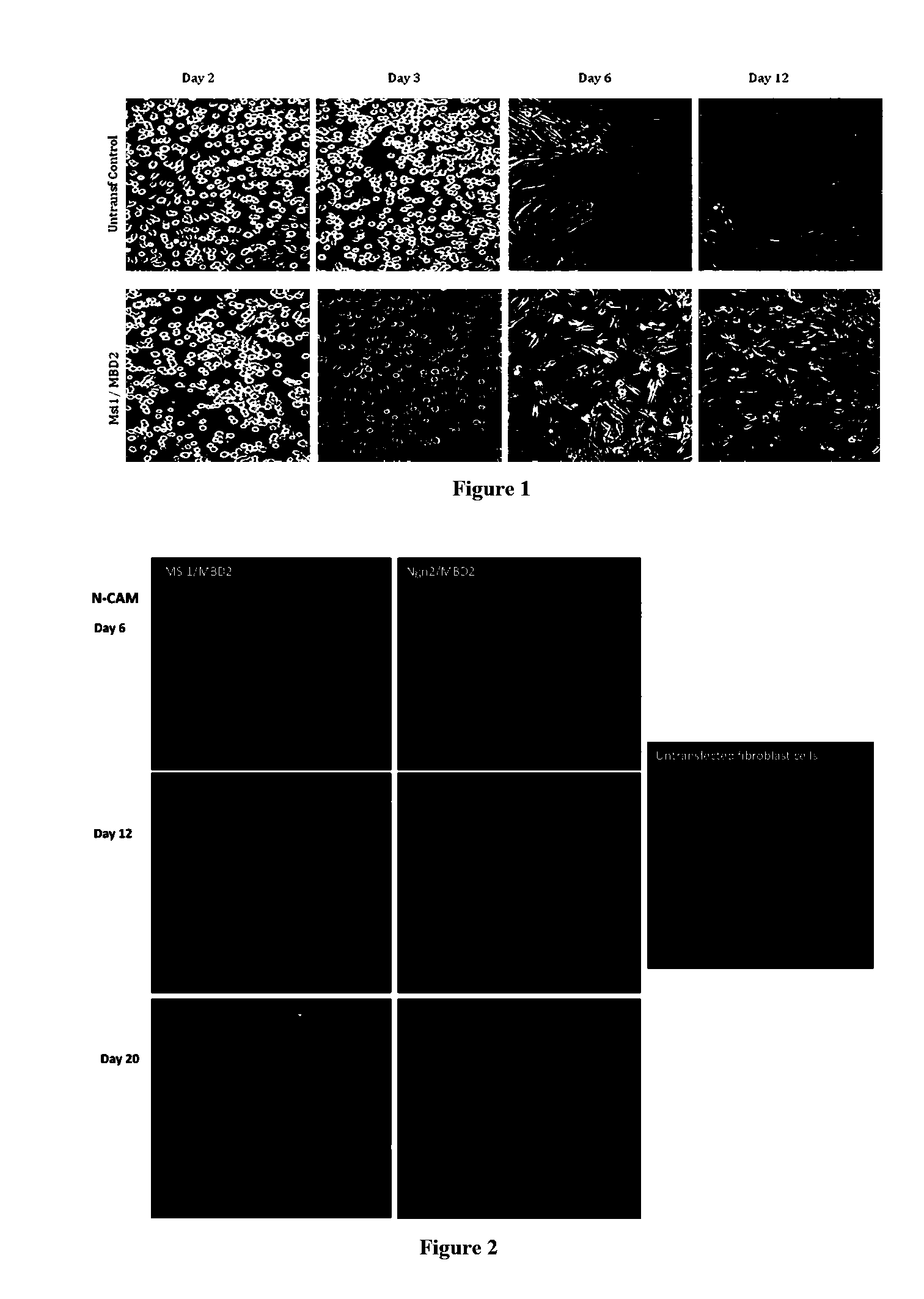 Methods for reprogramming cells and uses thereof