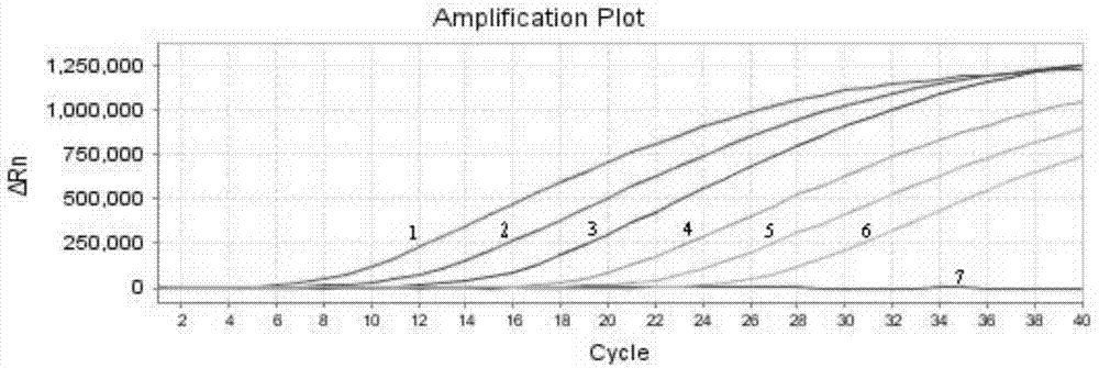 Method for identifying Tilletia controversa Kuhn by adopting Taqman probe technology, and kit thereof