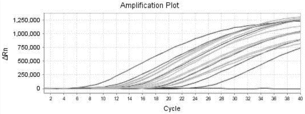 Method for identifying Tilletia controversa Kuhn by adopting Taqman probe technology, and kit thereof