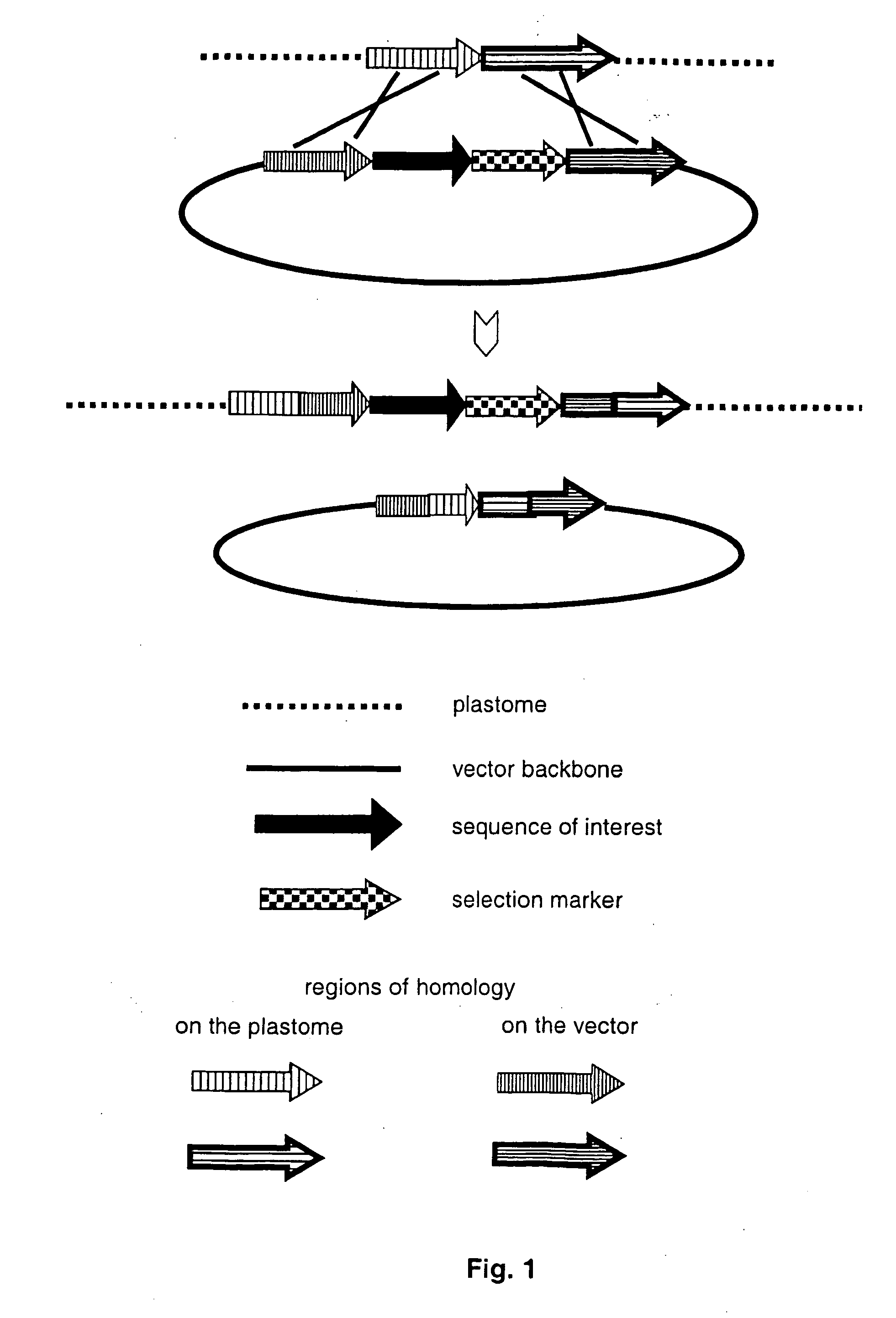 Gene expression in plastids based on replicating vectors