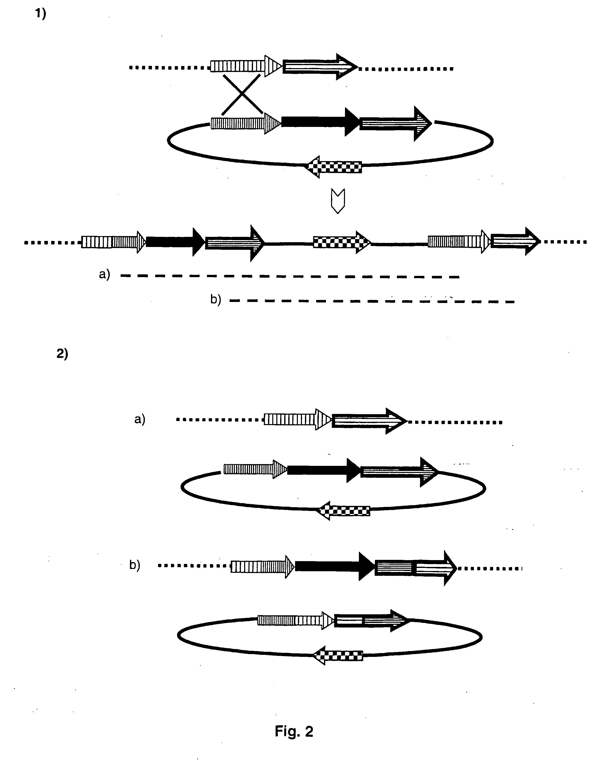 Gene expression in plastids based on replicating vectors