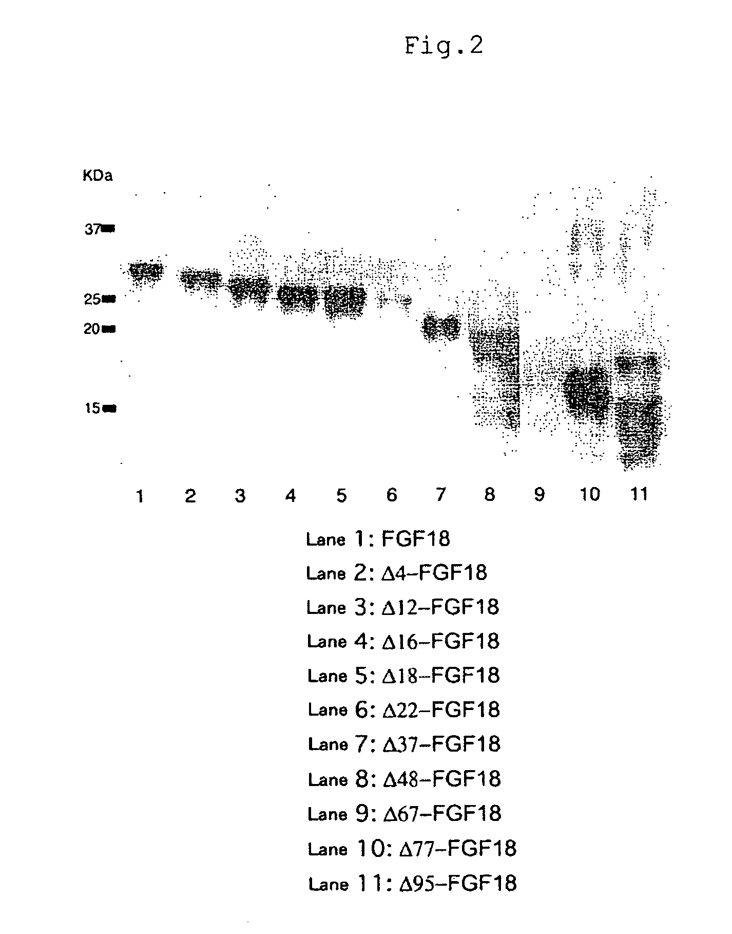 Mutant growth factors with altered receptor specificities and pharmaceutical composition comprising the same