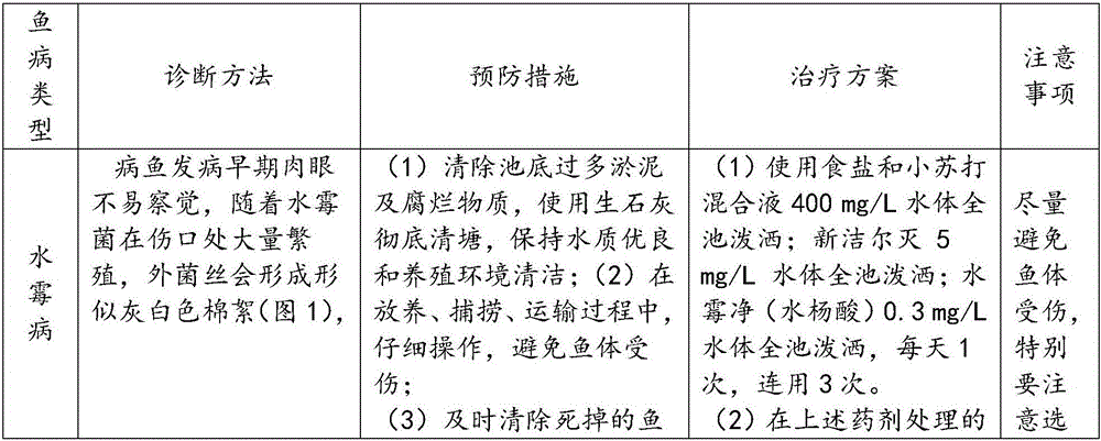 Breeding method for maccullochella peelii