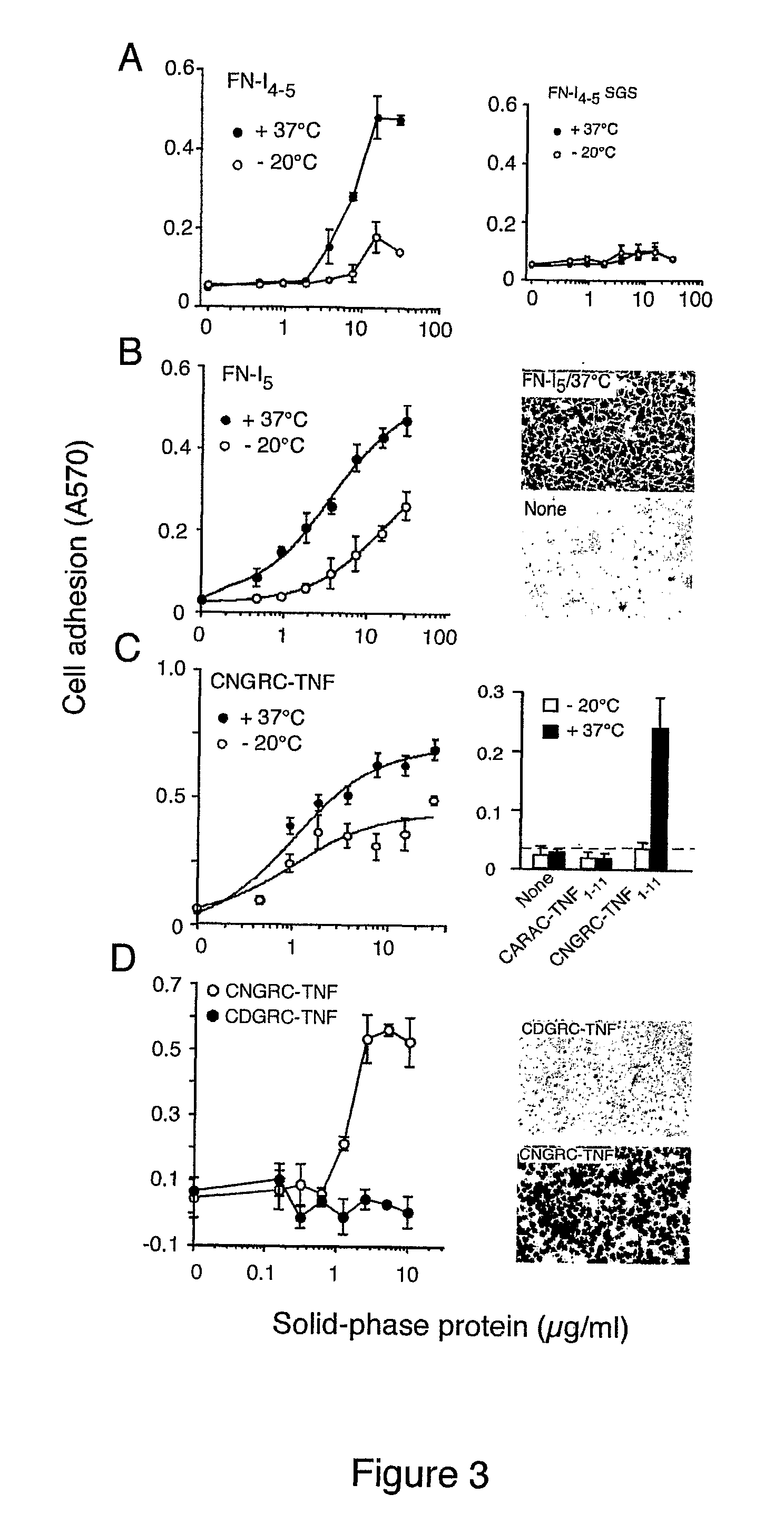 Peptides comprising an isoDGR motif