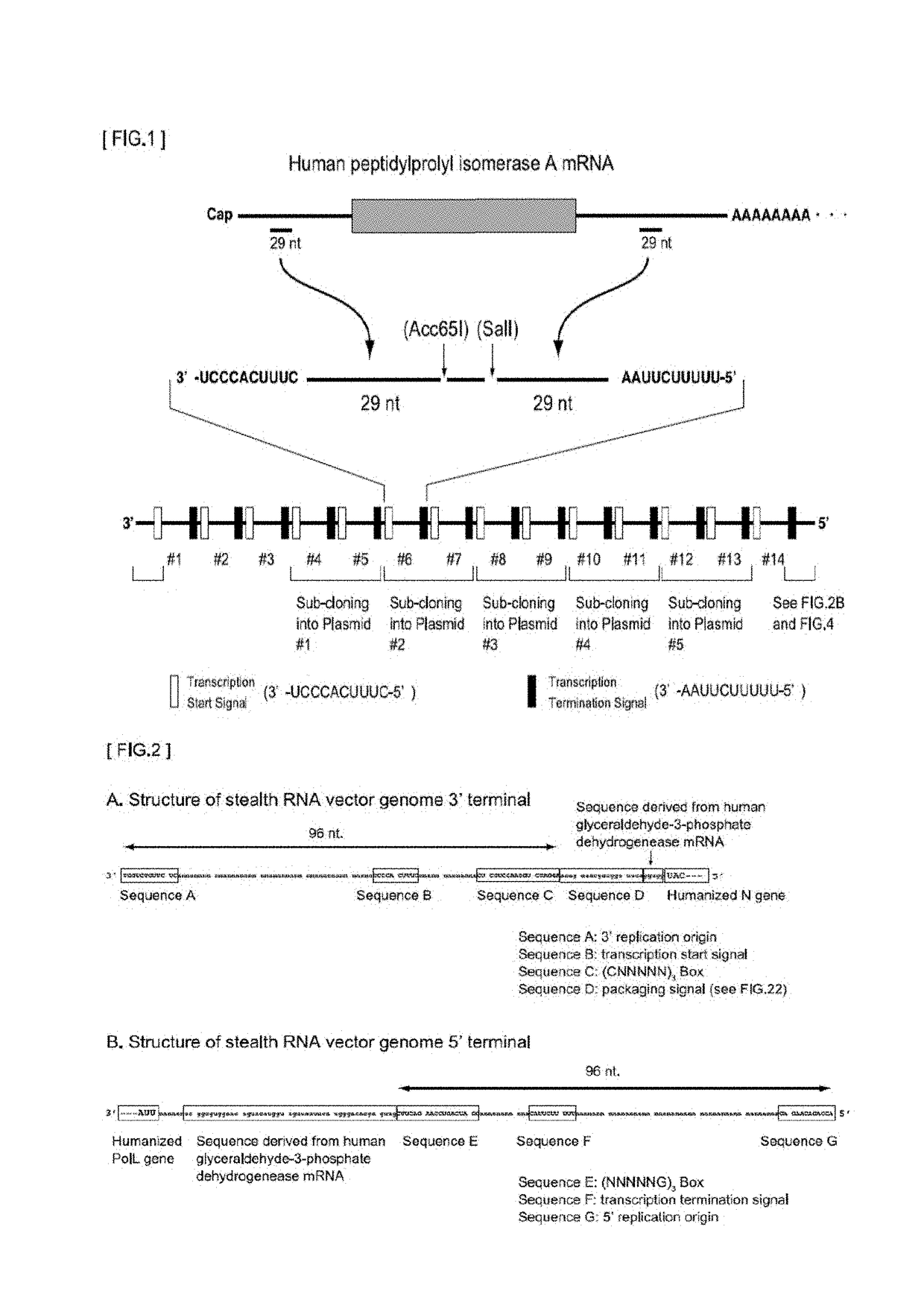 Gene expression system using stealthy RNA, and gene introduction/expression vector including said RNA