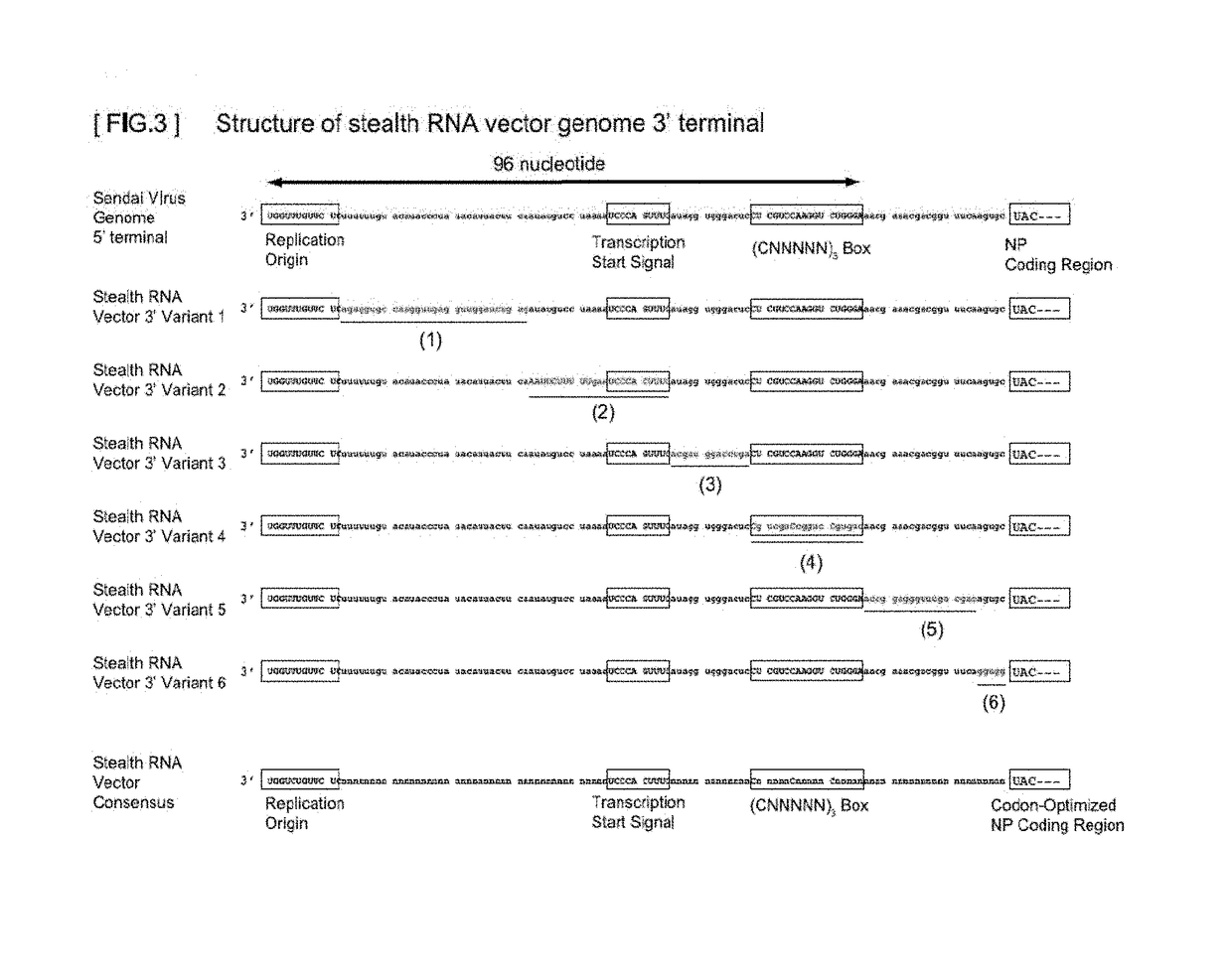 Gene expression system using stealthy RNA, and gene introduction/expression vector including said RNA