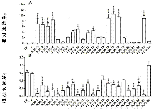 Carrier capable of simultaneously improving rosmarinic acid and salvianolic acid B content of red sage root and use thereof