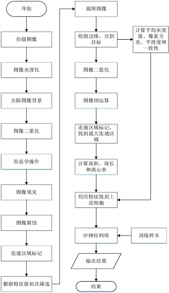 Intelligent identification method for epithelial cells in leucorrhea microscopic image