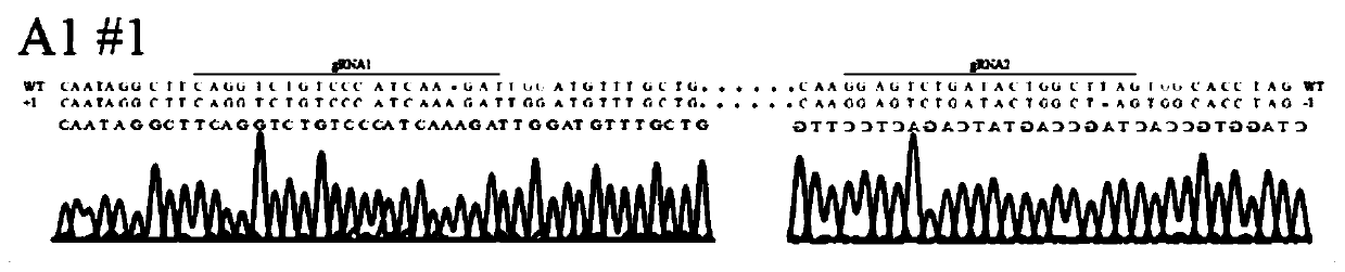 A CRISPR-Cas9-based kiwifruit gene acpds editing vector and its construction method and application