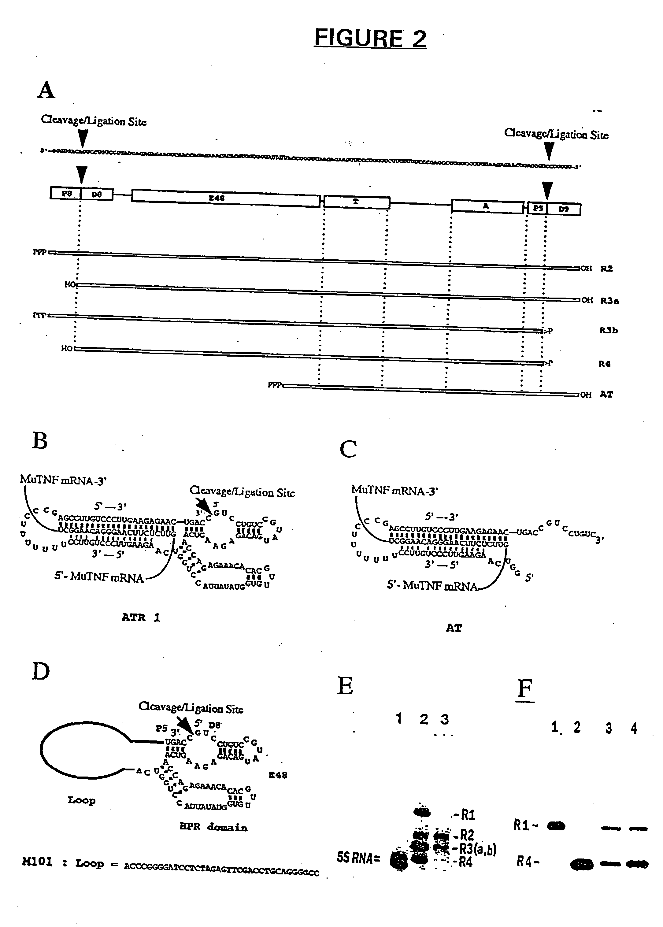 Antisense and antigene therapeutics with improved binding properties and methods for their use